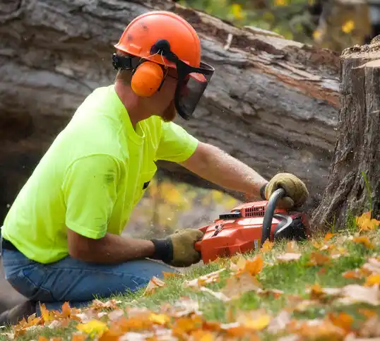 tree services Heron Lake